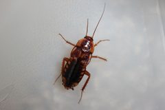 Light colored Turkistan Roach by Happy1892. Used under a CC BY-SA 3.0 license.