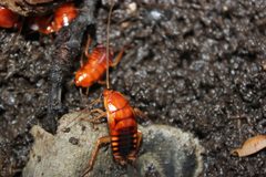 Shelfordella lateralis nymphs in mud by Happy1892. Used under a CC BY-SA 3.0 license.