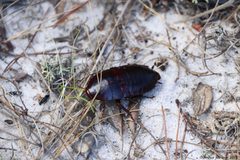 Adultfloridawoodcockroach by Arthur Windsor. Used under a CC BY 4.0 license.