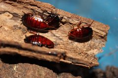 Eurycotis floridana nymphs by Happy1892. Used under a CC BY-SA 4.0 license.