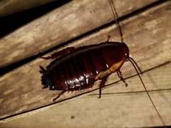 Florida Wood Cockroach by Arturo Santos. Used under a CC BY 4.0 license.