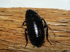 Eurycotis lixa by iNaturalist user: lucanus95. Used under a CC BY-SA 4.0 license.
