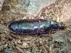 Cryptocercus darwini by John P. Friel Ph.D.. Used under a CC BY 4.0 license.