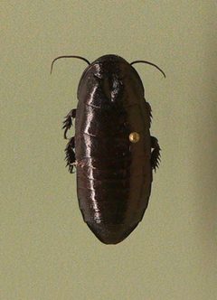 MP - cryptocercus garciai 2 by Mark Pellegrini (Raul654). Used under a CC BY-SA 2.5 license.