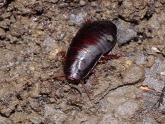 Cryptocercus punctulatus by Matt Muir. Used under a CC BY-SA 4.0 license.