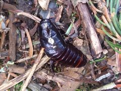 Cryptocercus wrighti by iNaturalist user: aiwendil. Used under a CC0 license.