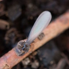Reticulitermes hesperus by Ken-ichi Ueda. Used under a CC BY 4.0 license.