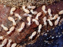 Western Subterranean Termite imported from iNaturalist photo 253331402 on 1 April 2024 by (c) Cricket Raspet, some rights reserved (CC BY). Used under a CC BY 4.0 license.