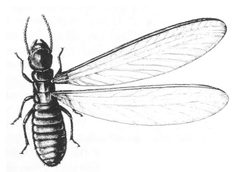 ITWAMOL - Fig 79 by Robert Evans Snodgrass. Used under a Public domain license.
