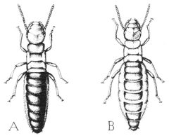 ITWAMOL - Fig 80 by Robert Evans Snodgrass. Used under a Public domain license.