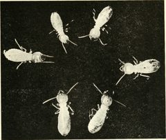 Workers of the termite Reticulitermes tibialis Banks by Internet Archive Book Images. Used under a No restrictions license.