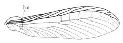 ITWAMOL - Fig 83 by Robert Evans Snodgrass. Used under a Public domain license.