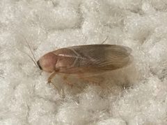 Eremoblatta subdiaphana by William Terry Hunefeld. Used under a CC BY 4.0 license.