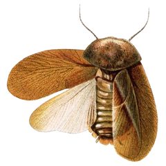 Capucinus cucullatus by Saussure et al.. Used under a Public domain license.