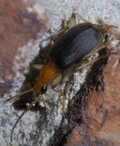 Brachinus adustipennis P1410065a by 
xpda. Used under a CC BY-SA 4.0 license.