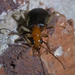 Brachinus adustipennis P1410094a by 
xpda. Used under a CC BY-SA 4.0 license.