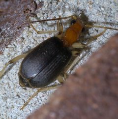 Brachinus adustipennis P1410289a by 
xpda. Used under a CC BY-SA 4.0 license.