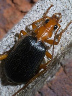 Brachinus P1650739a by 
xpda. Used under a CC BY-SA 4.0 license.