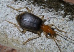 Brachinus P1650750a by 
xpda. Used under a CC BY-SA 4.0 license.