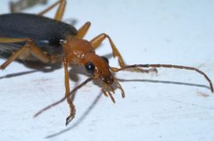 Brachinus tenuicollis P1610885a by 
xpda. Used under a CC BY-SA 4.0 license.