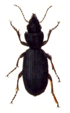 Broscus.cephalotes.-.calwer.06.08 by Emil Hochdanz
. Used under a Public domain license.