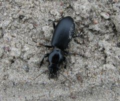 Broscus cephalotes by Laisverobotams. Used under a Public domain license.