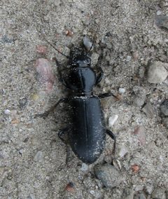 Broscus cephalotes2 by Laisverobotams. Used under a Public domain license.