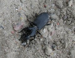 Broscus cephalotes3 by Laisverobotams. Used under a Public domain license.