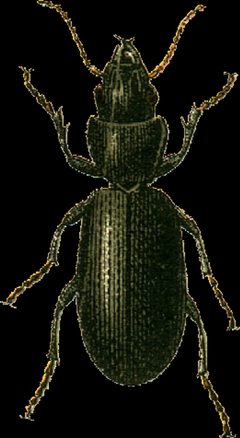 Broscus cephalotes Jacobson by Georgiy Jacobson. Used under a Public domain license.