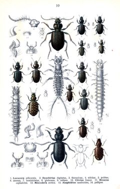 Reitter Broscus u.a. by Edmund Reitter
. Used under a Public domain license.