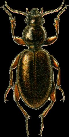 Miscodera arctica Jacobson by Georgiy Jacobson. Used under a Public domain license.