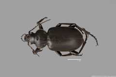 Calosoma affine ASUHIC0045413 D by Arizona State University Hasbrouck Insect Collection. Used under a CC0 license.