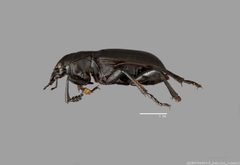 Calosoma affine ASUHIC0045413 L by Arizona State University Hasbrouck Insect Collection. Used under a CC0 license.