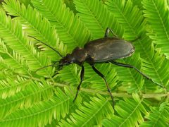 Calosoma angulatum 47587566 by Francisco Farriols Sarabia. Used under a CC BY 4.0 license.
