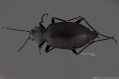 Calosoma angulatum ASUHIC0045215 dorsal by Arizona State University Hasbrouck Insect Collection. Used under a CC0 license.