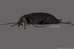 Calosoma angulatum ASUHIC0045215 lateral by Arizona State University Hasbrouck Insect Collection. Used under a CC0 license.