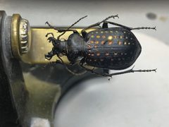 Calosoma calidum 165879471 by Nick Bédard. Used under a CC0 license.