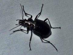 Calosoma frigidum by iNaturalist Canada user: christine123. Used under a CC BY 4.0 license.