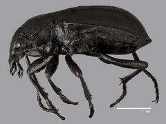 Calosoma haydeni ASUHIC0045597 habitus lateral 1420757573 web by Arizona State University Hasbrouck Insect Collection. Used under a CC0 license.