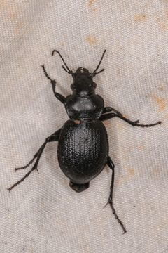 Calosoma luxatum - inat 202340540 by {{{name}}}. Used under a CC BY 4.0 license.