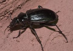 Calosoma marginale 56793952 by Robert Webster. Used under a CC BY-SA 4.0 license.