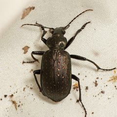 Calosoma sayi 323213362 by Justin Williams. Used under a CC BY 4.0 license.