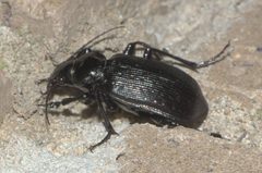 Calosoma sayi P1010922a by
xpda. Used under a CC BY-SA 4.0 license.