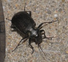 Calosoma sayi P1230055a by 
xpda. Used under a CC BY-SA 4.0 license.