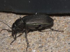 Calosoma sayi P1230057a by 
xpda. Used under a CC BY-SA 4.0 license.