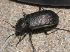 Calosoma sayi P1230058a by 
xpda. Used under a CC BY-SA 4.0 license.
