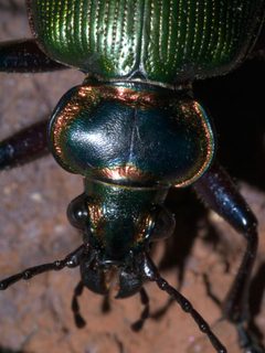 Calosoma scrutator P1600119a by
xpda. Used under a CC BY-SA 4.0 license.
