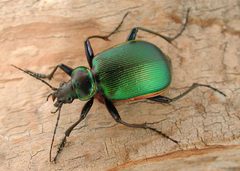 Calosoma scrutator by David R. Maddison. Used under a CC BY 3.0 license.