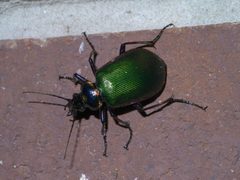 Calosoma scrutator P1370554a by 
xpda. Used under a CC BY-SA 4.0 license.