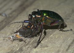Calosoma scrutator P1610971a by 
xpda. Used under a CC BY-SA 4.0 license.